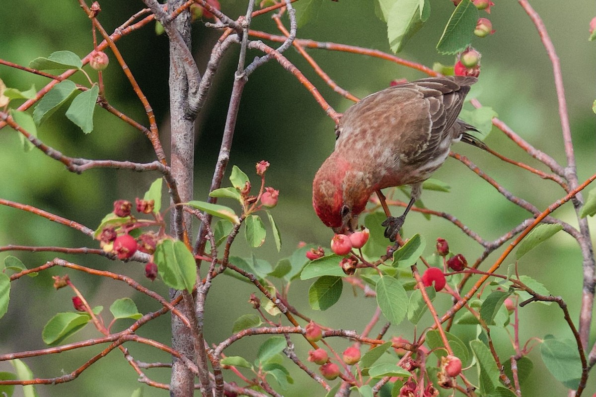 House Finch - ML620773910