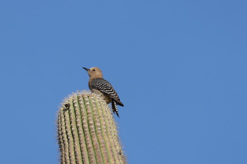 Gila Woodpecker - Scott Burnett