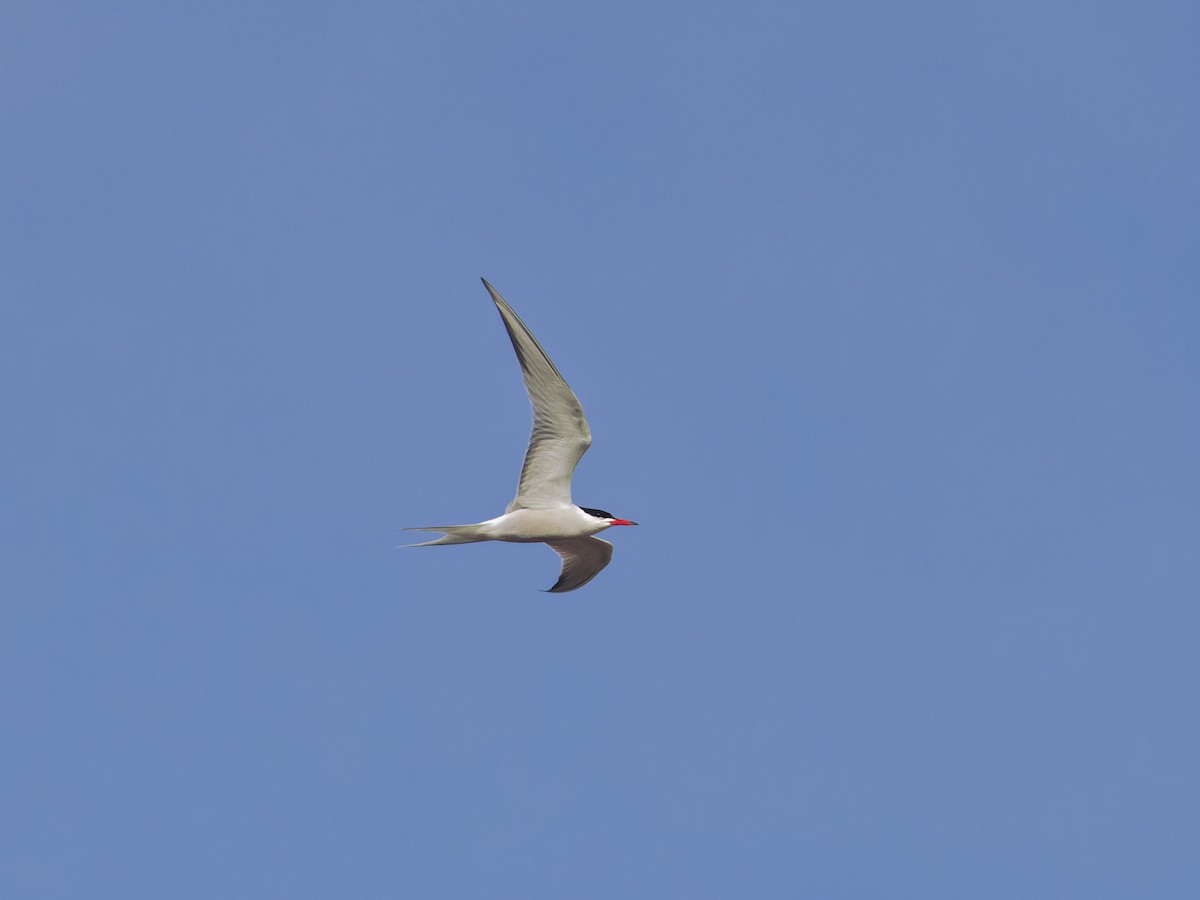 Common Tern - ML620773913