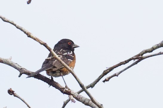 Spotted Towhee - ML620773915