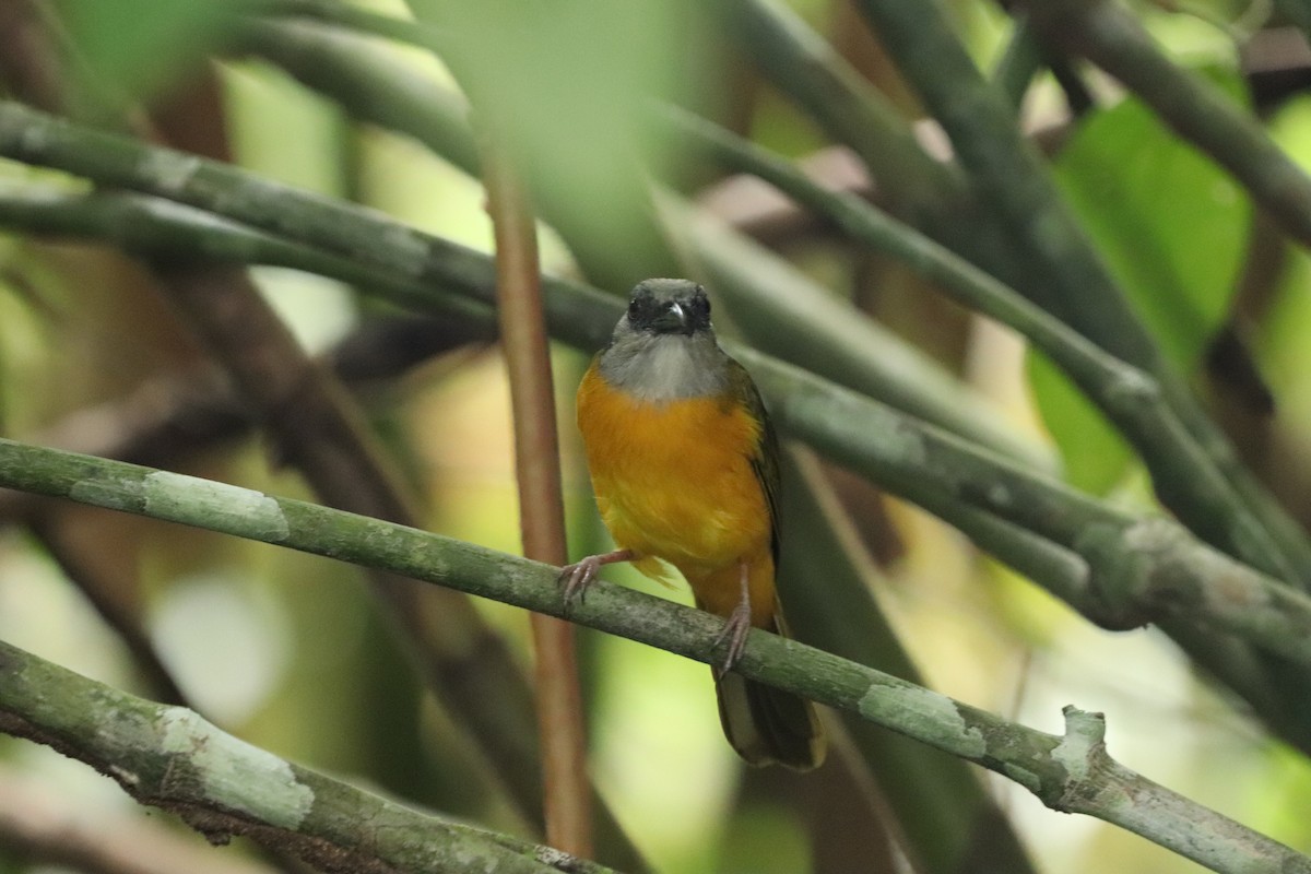 Gray-headed Tanager - ML620773917