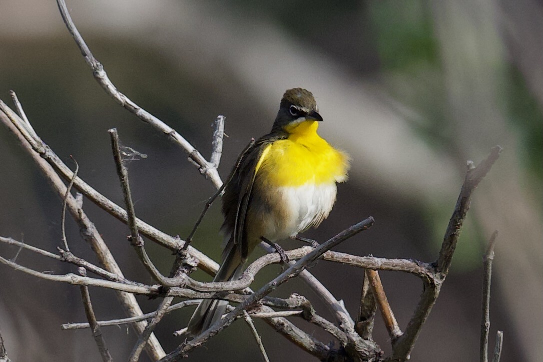 Yellow-breasted Chat - ML620773919