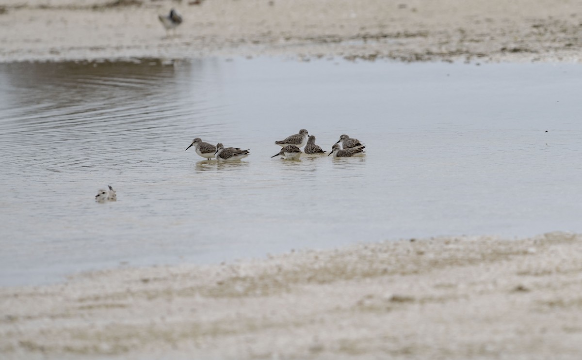 Bergstrandläufer - ML620773923