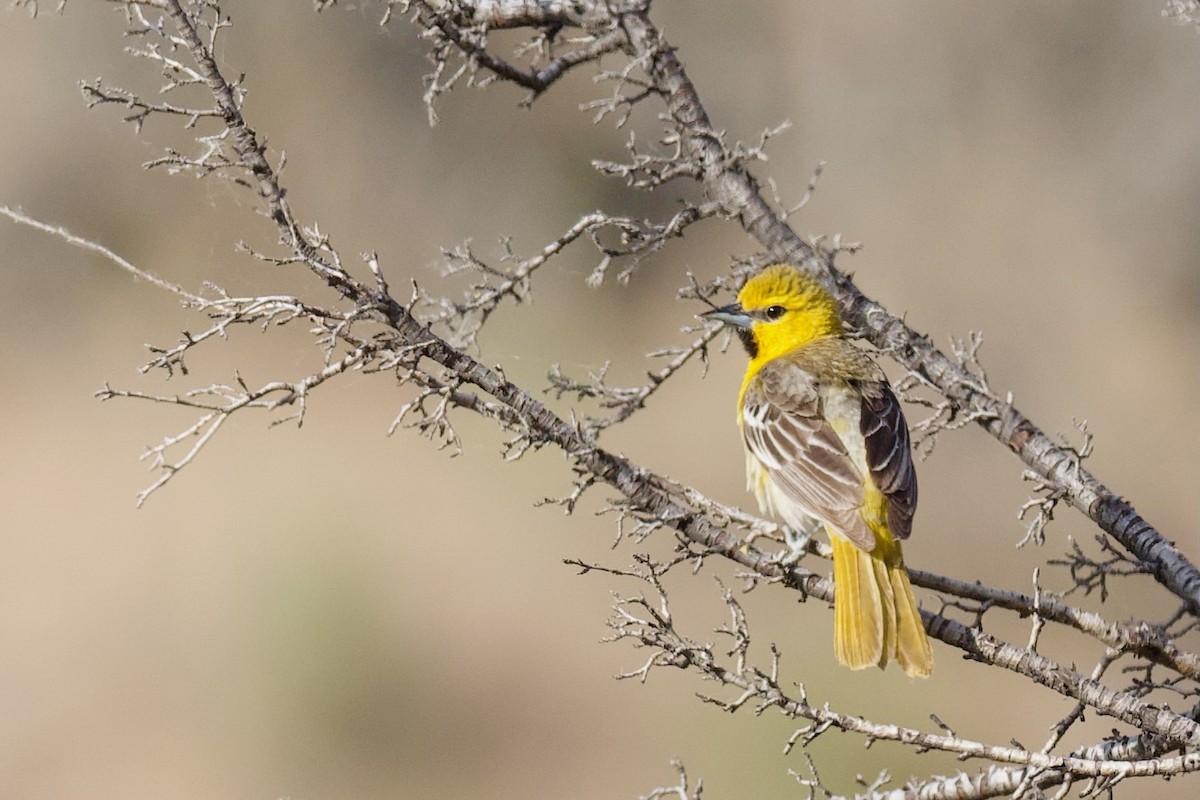 Bullock's Oriole - ML620773926