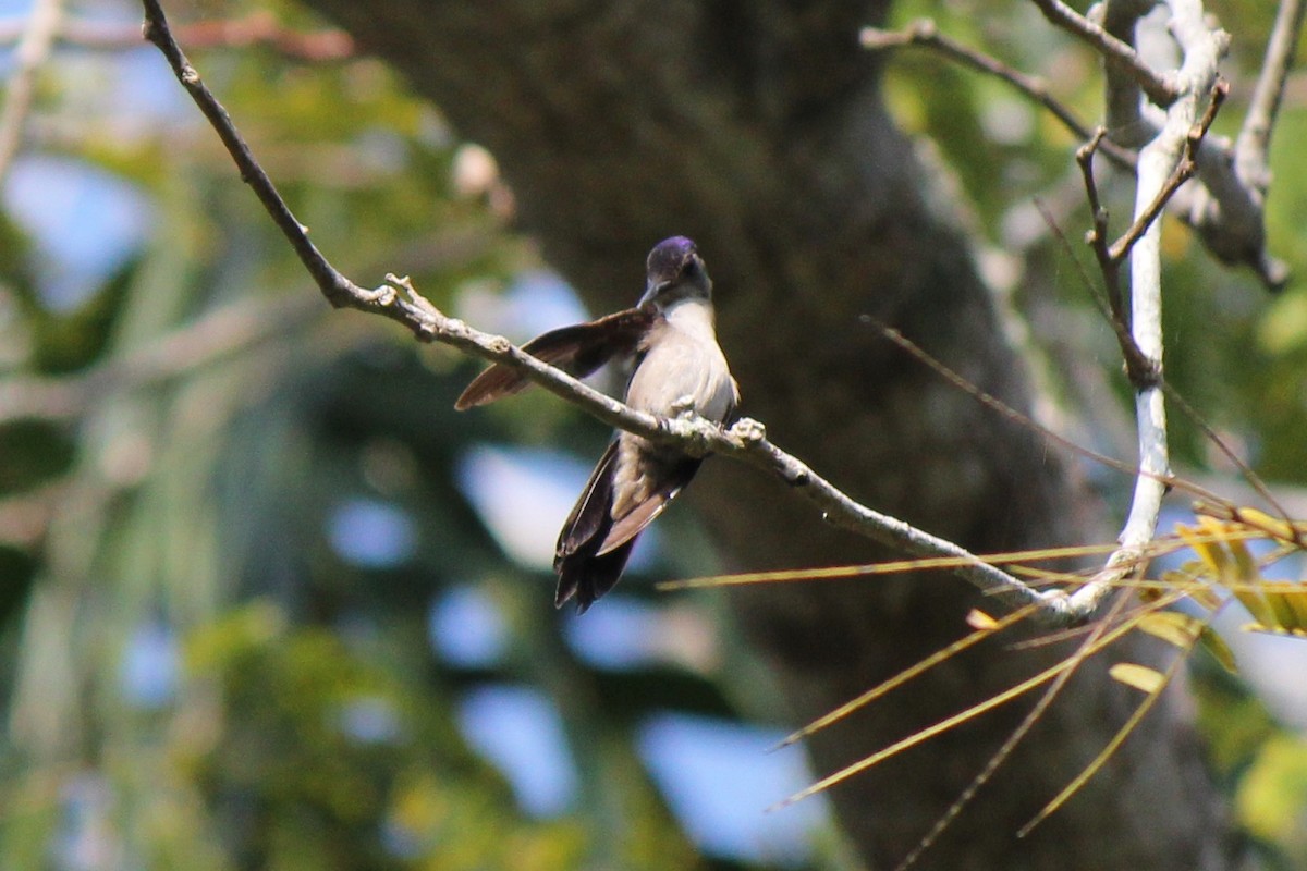 Wedge-tailed Sabrewing - ML620773928