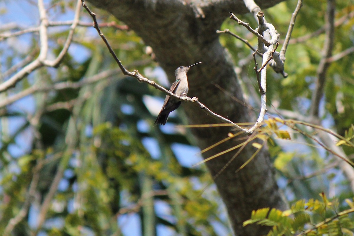 Wedge-tailed Sabrewing - ML620773929