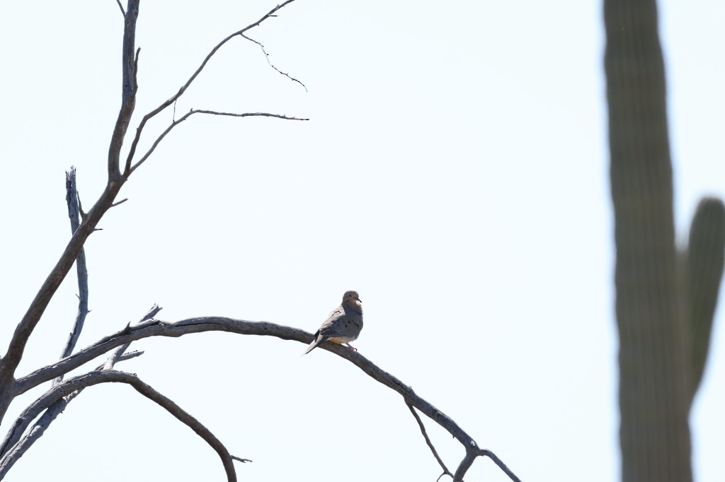 Mourning Dove - ML620773930