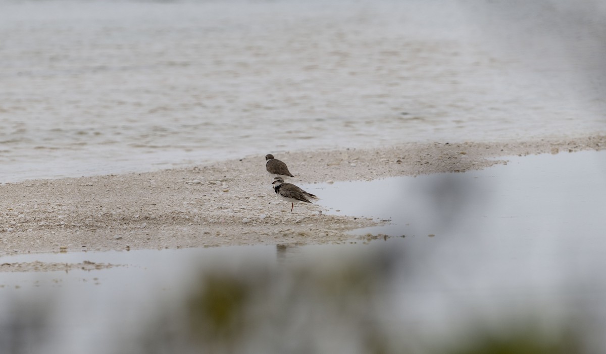 Semipalmated Plover - ML620773933