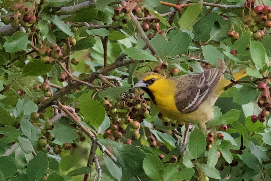 Bullock's Oriole - ML620773935