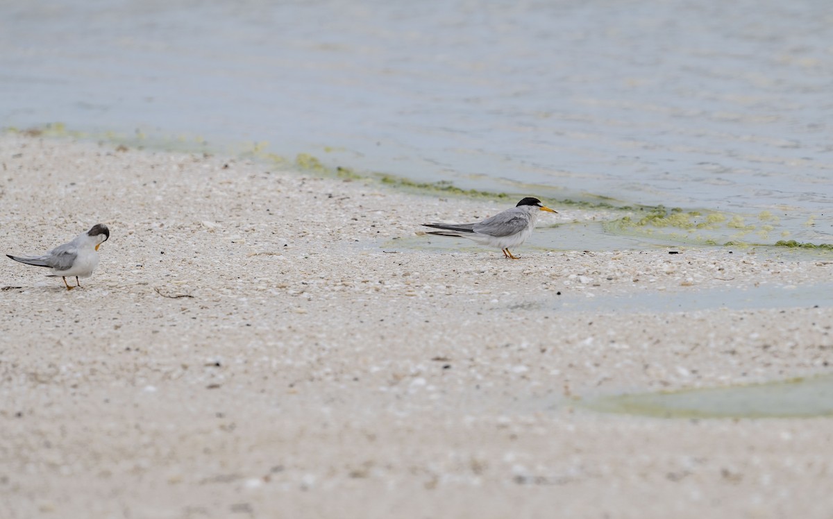 Least Tern - ML620773938