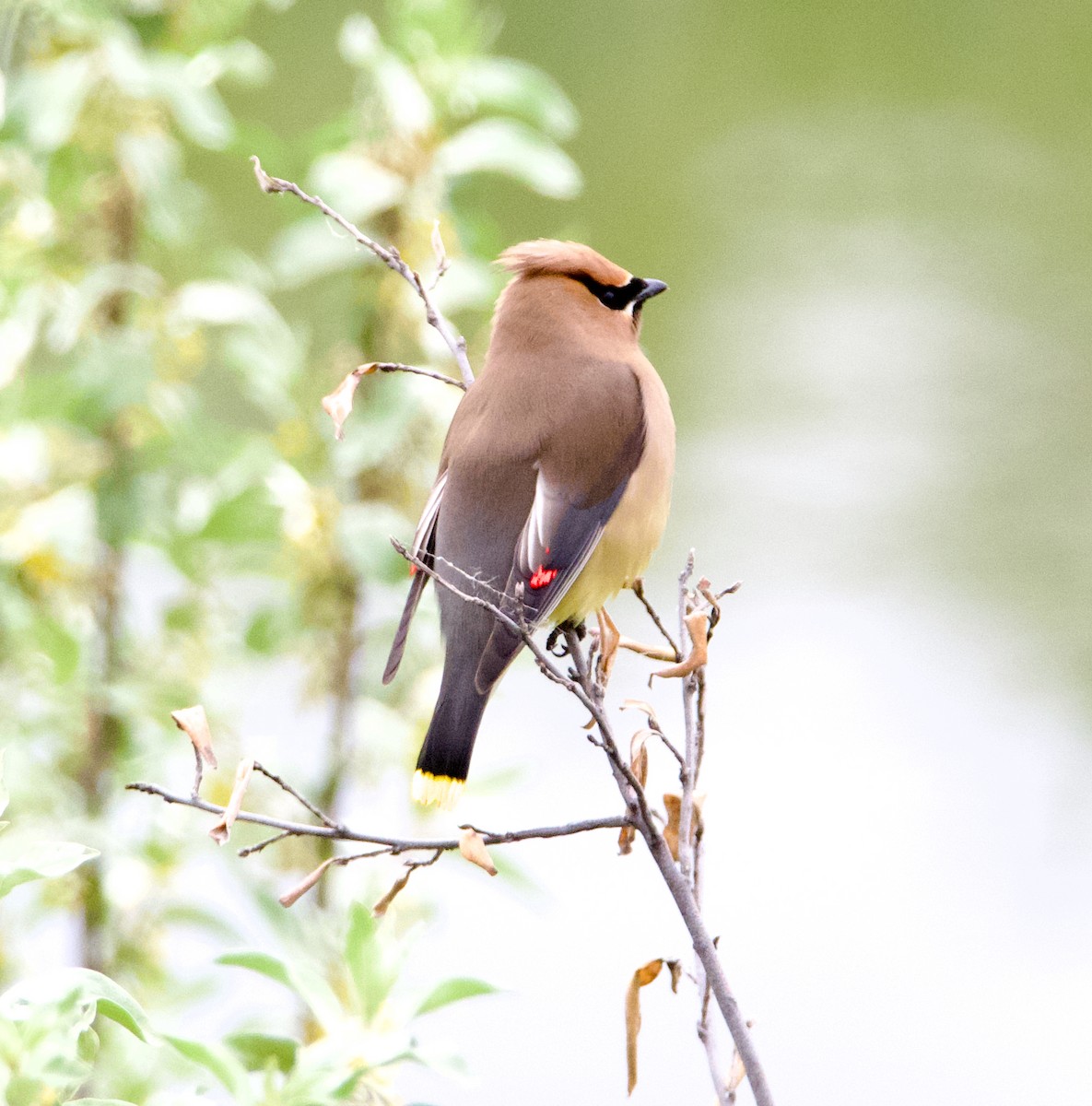 Cedar Waxwing - ML620773940