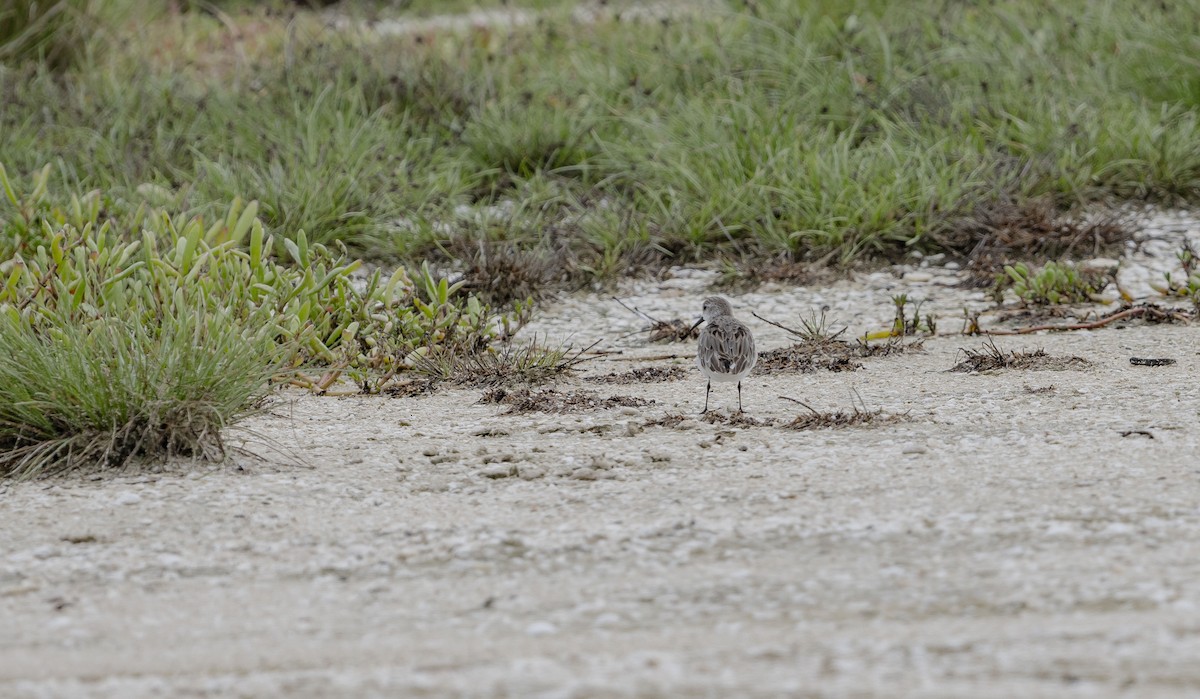 Bergstrandläufer - ML620773947