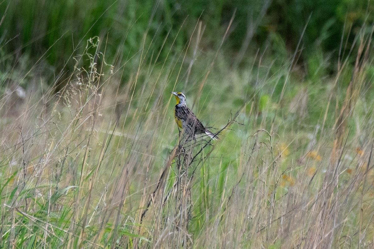 Eastern Meadowlark - ML620773949