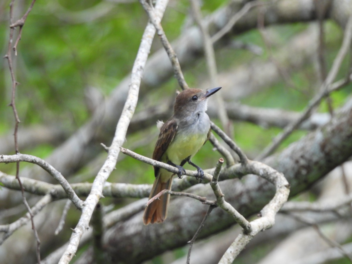 Brown-crested Flycatcher - Leandro Niebles Puello