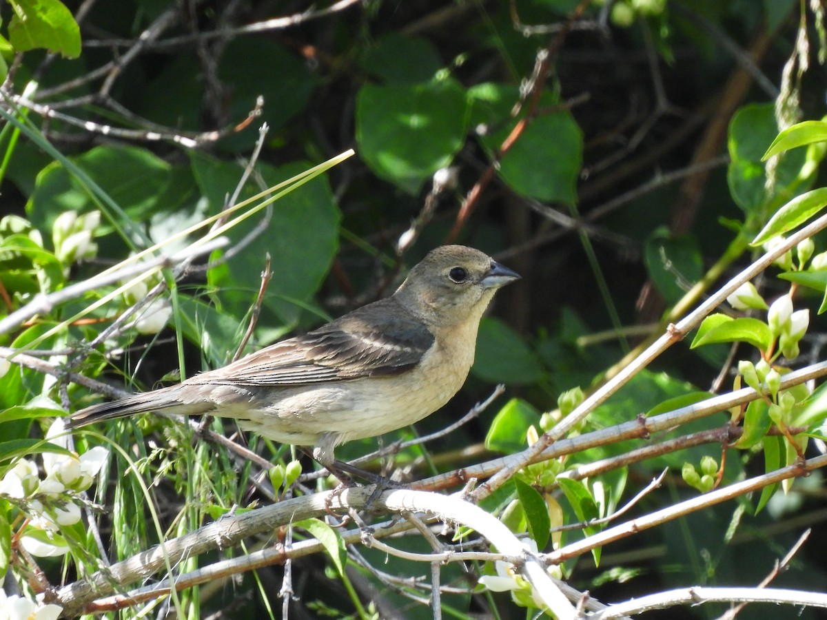 Lazuli Bunting - ML620773959