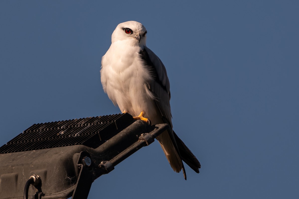 Black-shouldered Kite - ML620773960