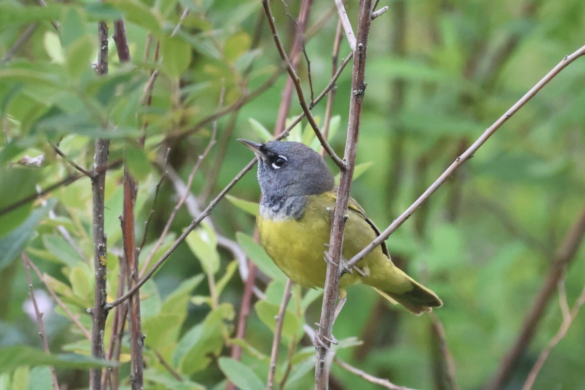 MacGillivray's Warbler - ML620773962