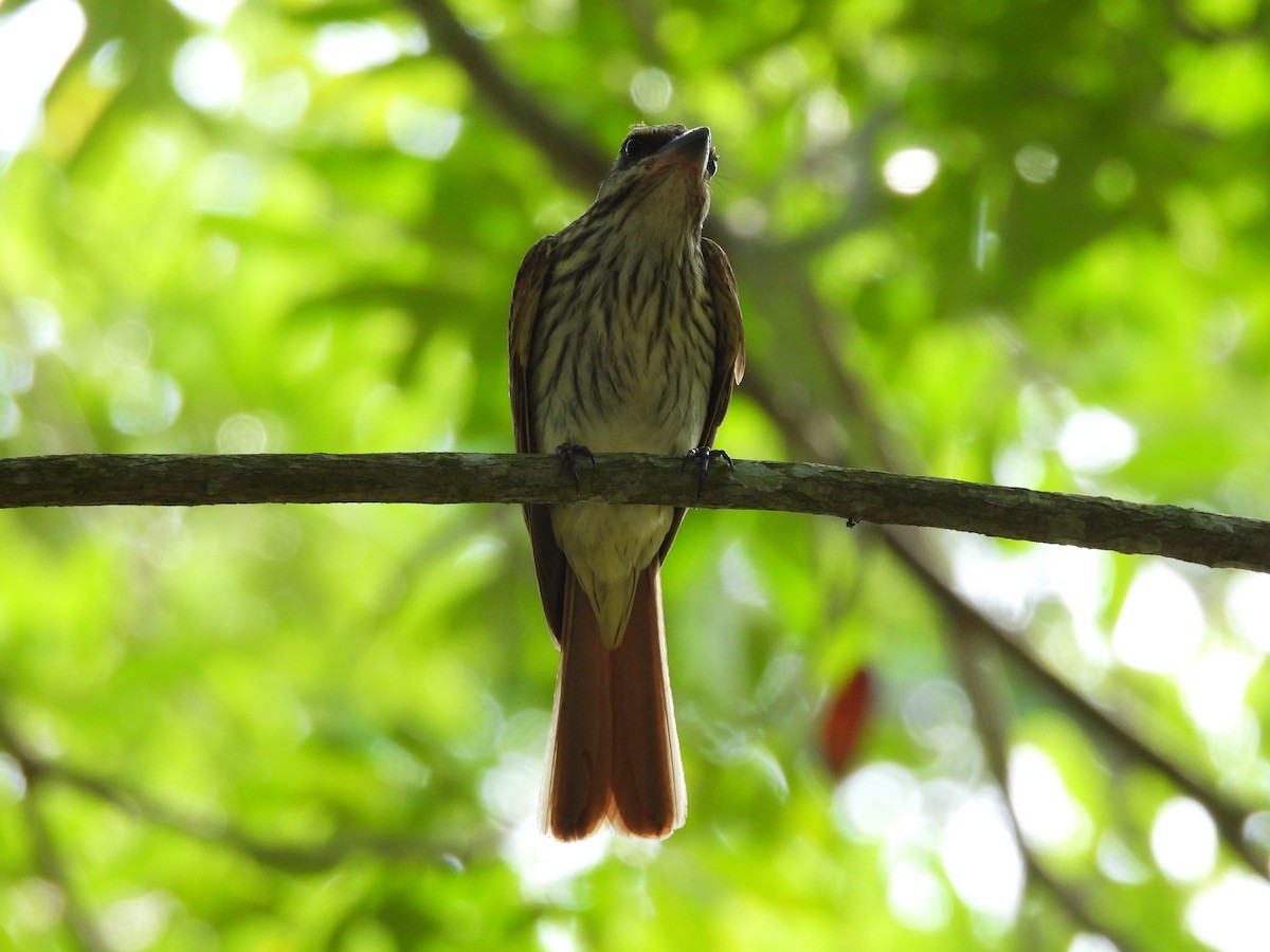 Streaked Flycatcher - ML620773968