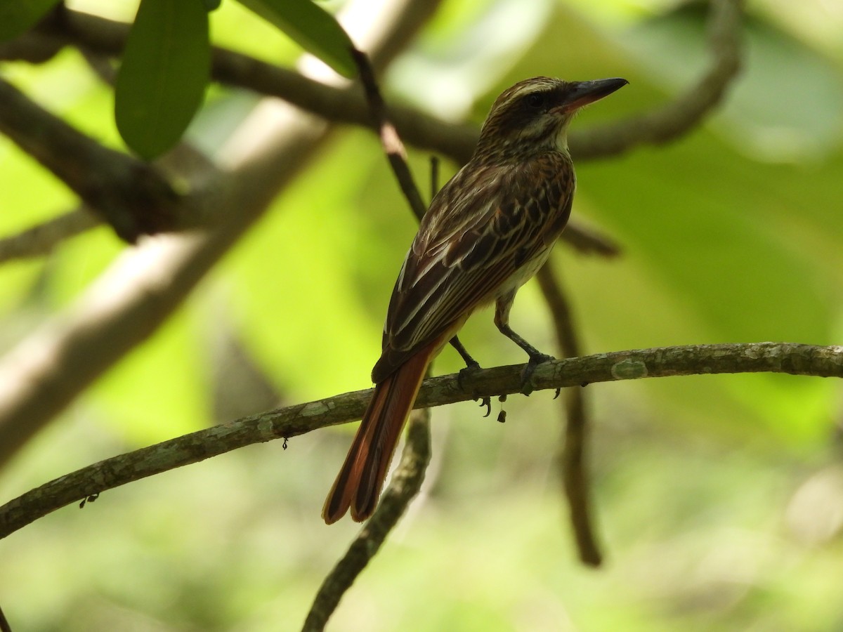 Streaked Flycatcher - ML620773969