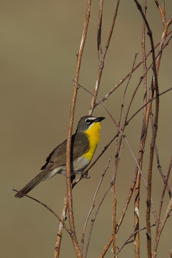 Yellow-breasted Chat - ML620773971