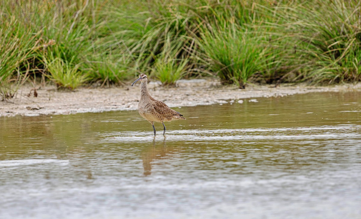 Regenbrachvogel - ML620773975