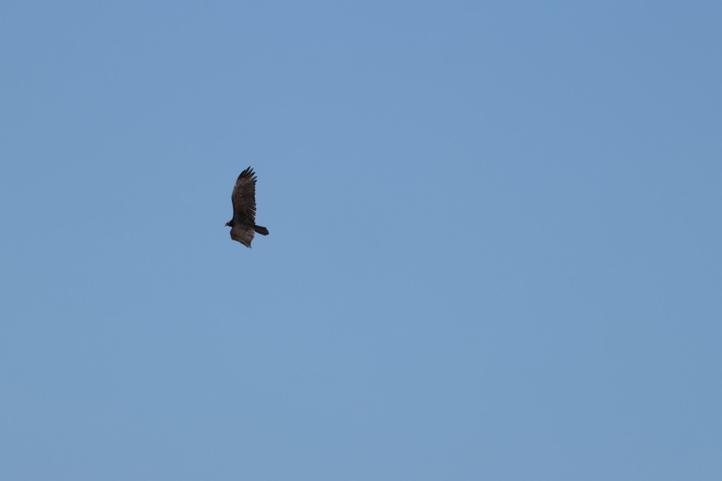 Turkey Vulture - ML620773977