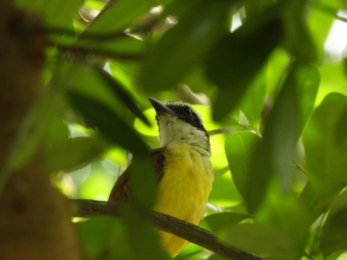 Great Kiskadee - ML620773980