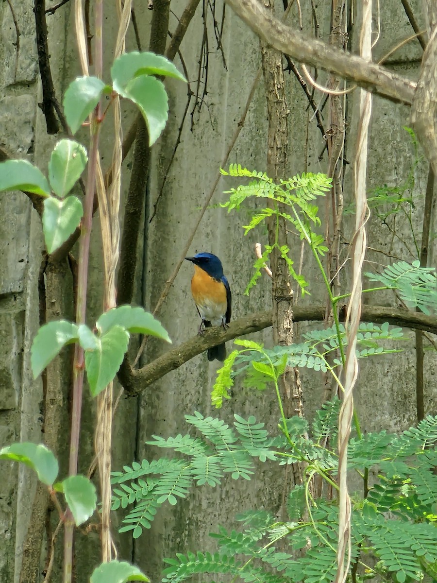 Tickell's Blue Flycatcher - ML620773987