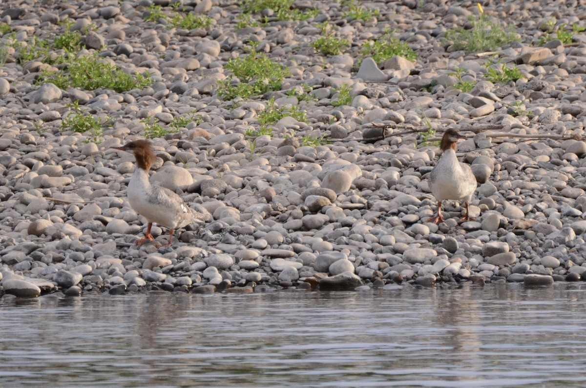 Common Merganser - ML620773995