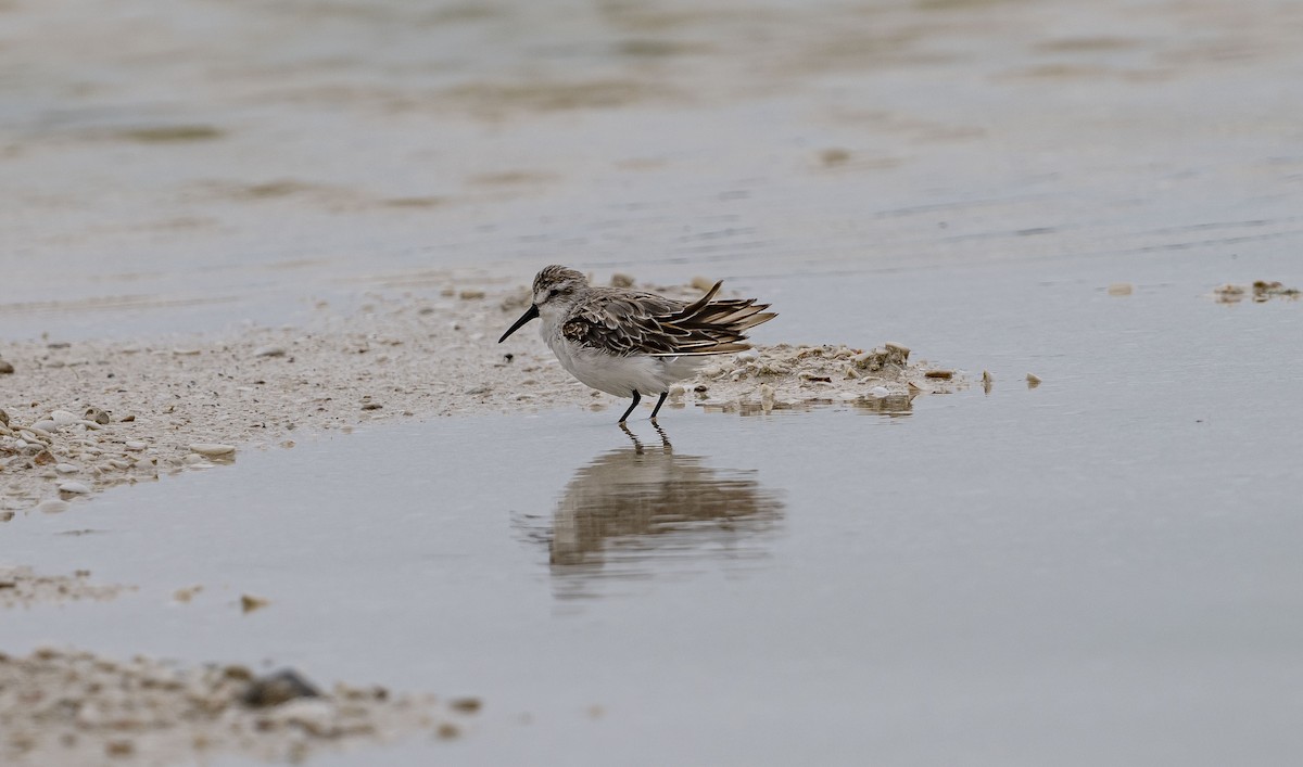 Western Sandpiper - ML620773996