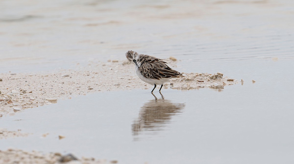 Bergstrandläufer - ML620773999