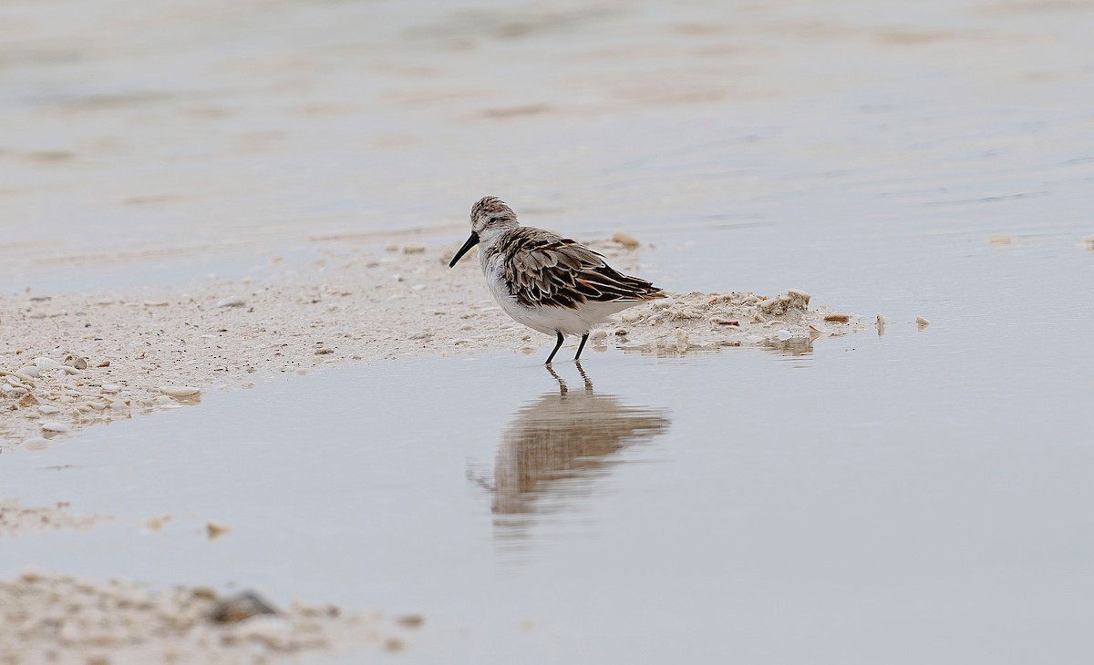 Western Sandpiper - ML620774000