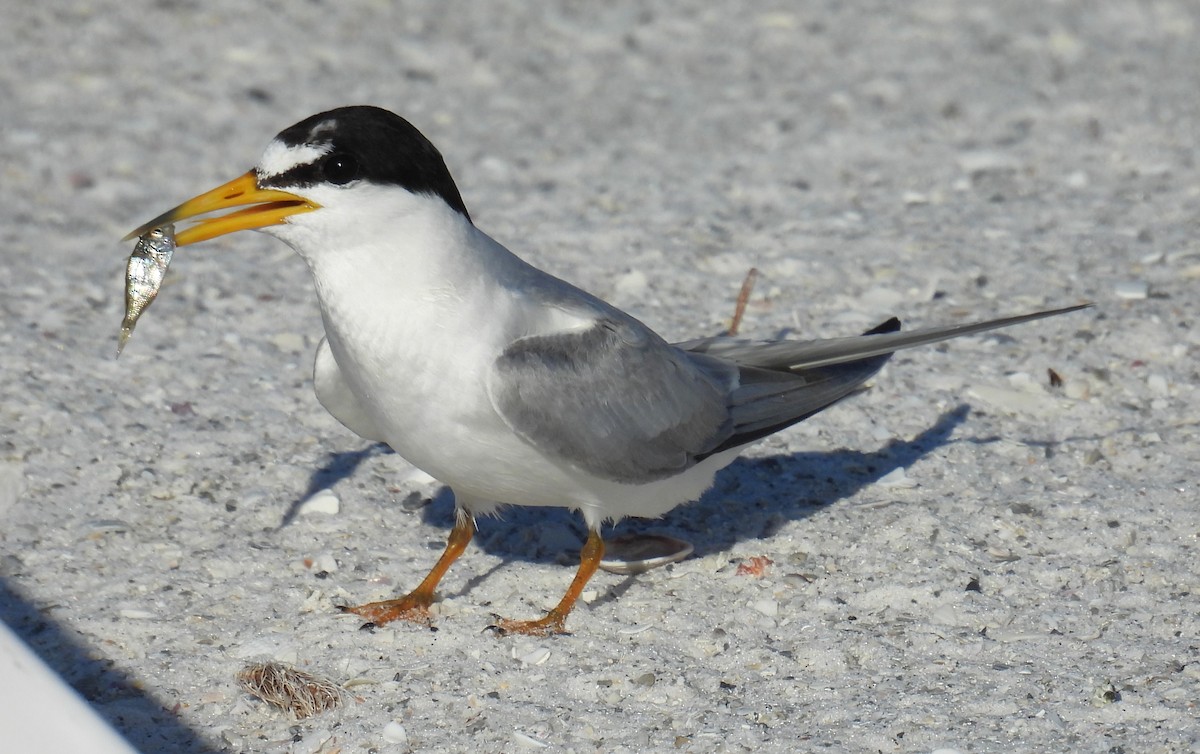 Least Tern - ML620774006