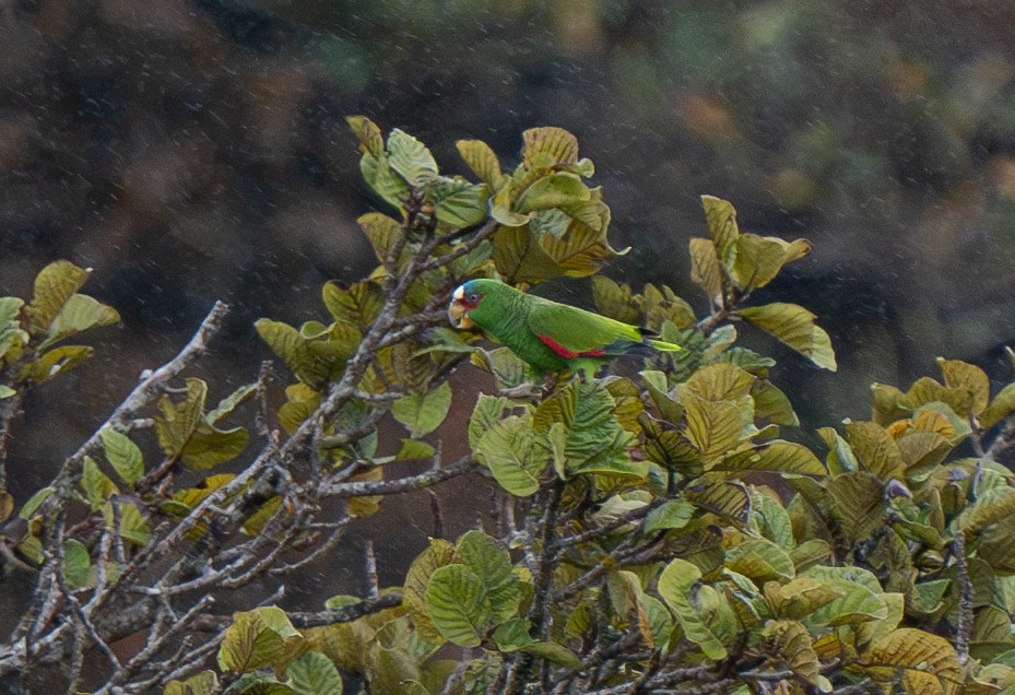 White-fronted Parrot - Sabrina Adleson