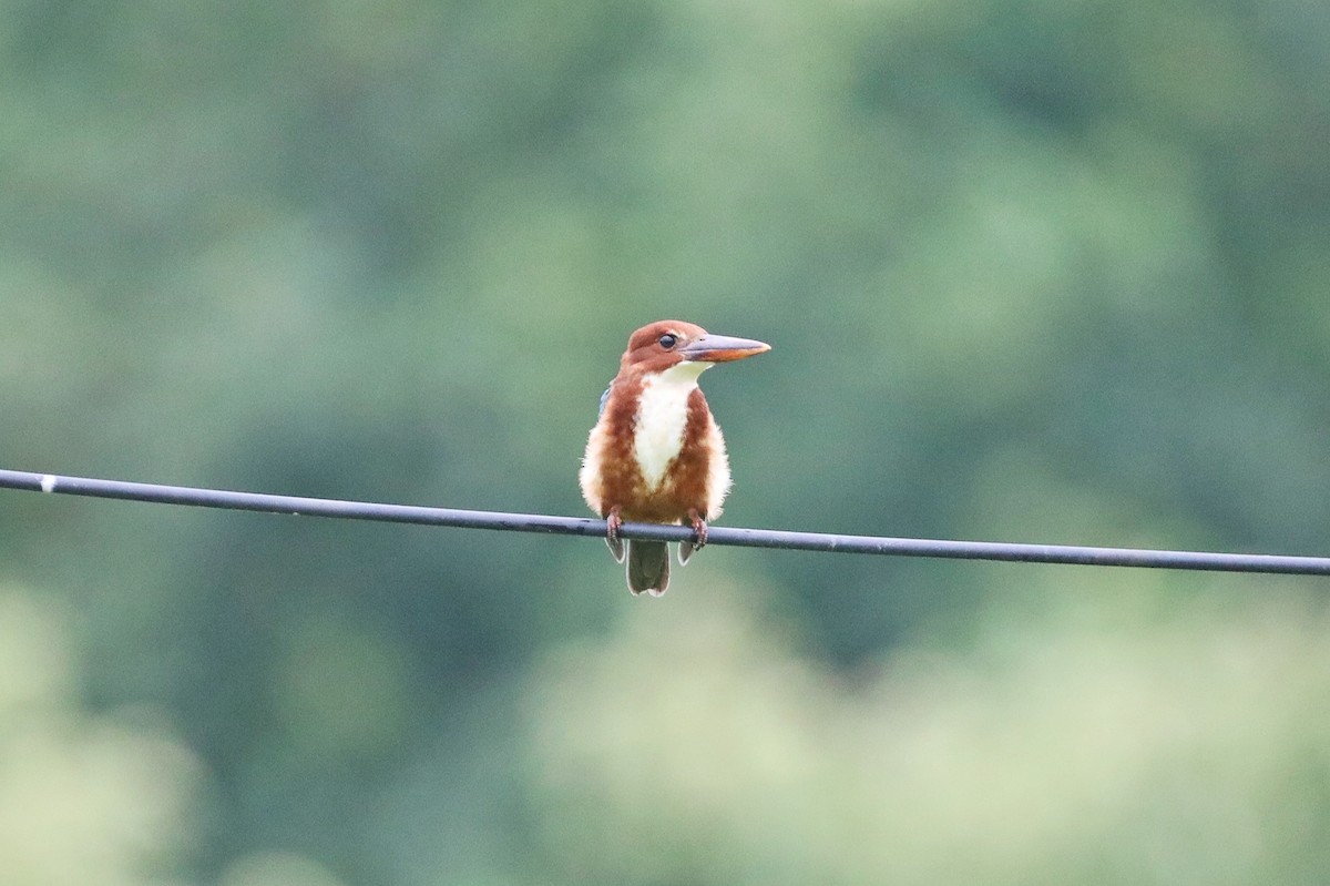 White-throated Kingfisher - ML620774022