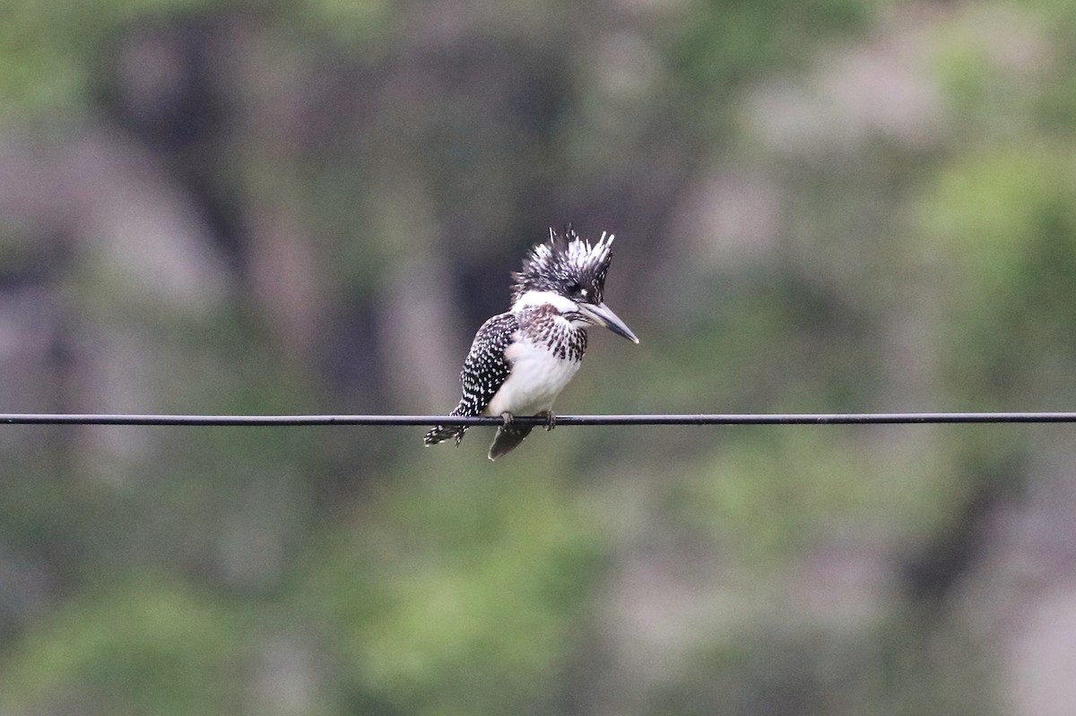 Crested Kingfisher - ML620774024