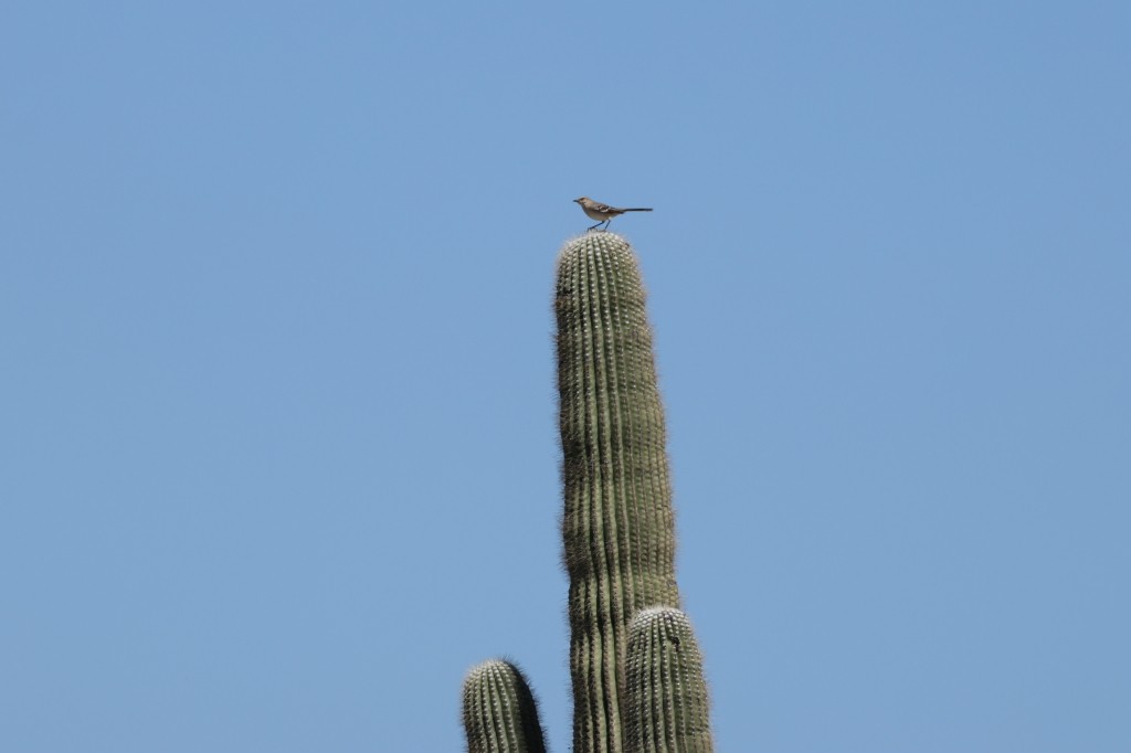 Northern Mockingbird - ML620774028