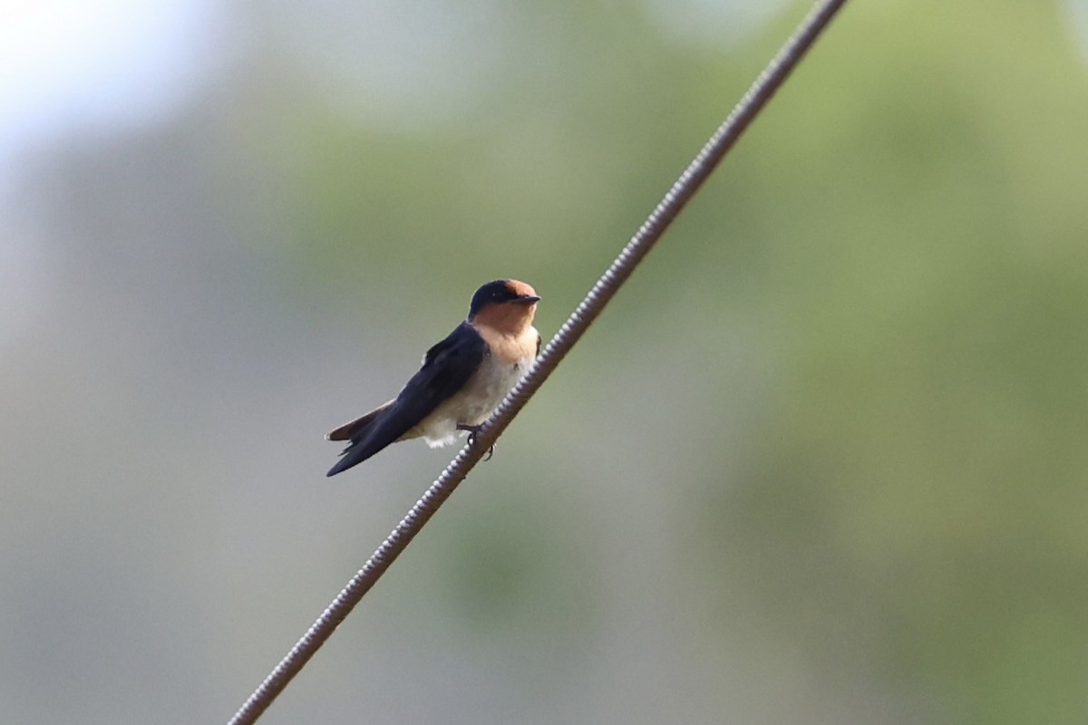 Pacific Swallow - ML620774035