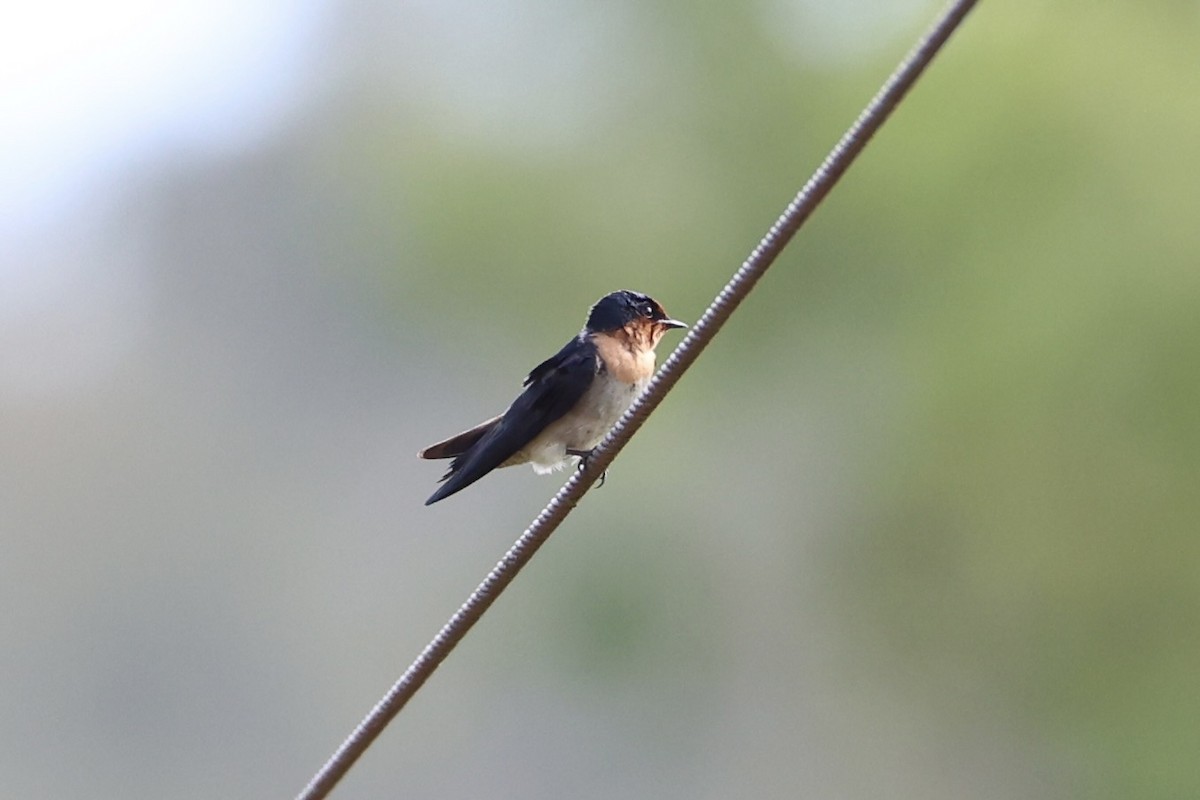 Pacific Swallow - ML620774036