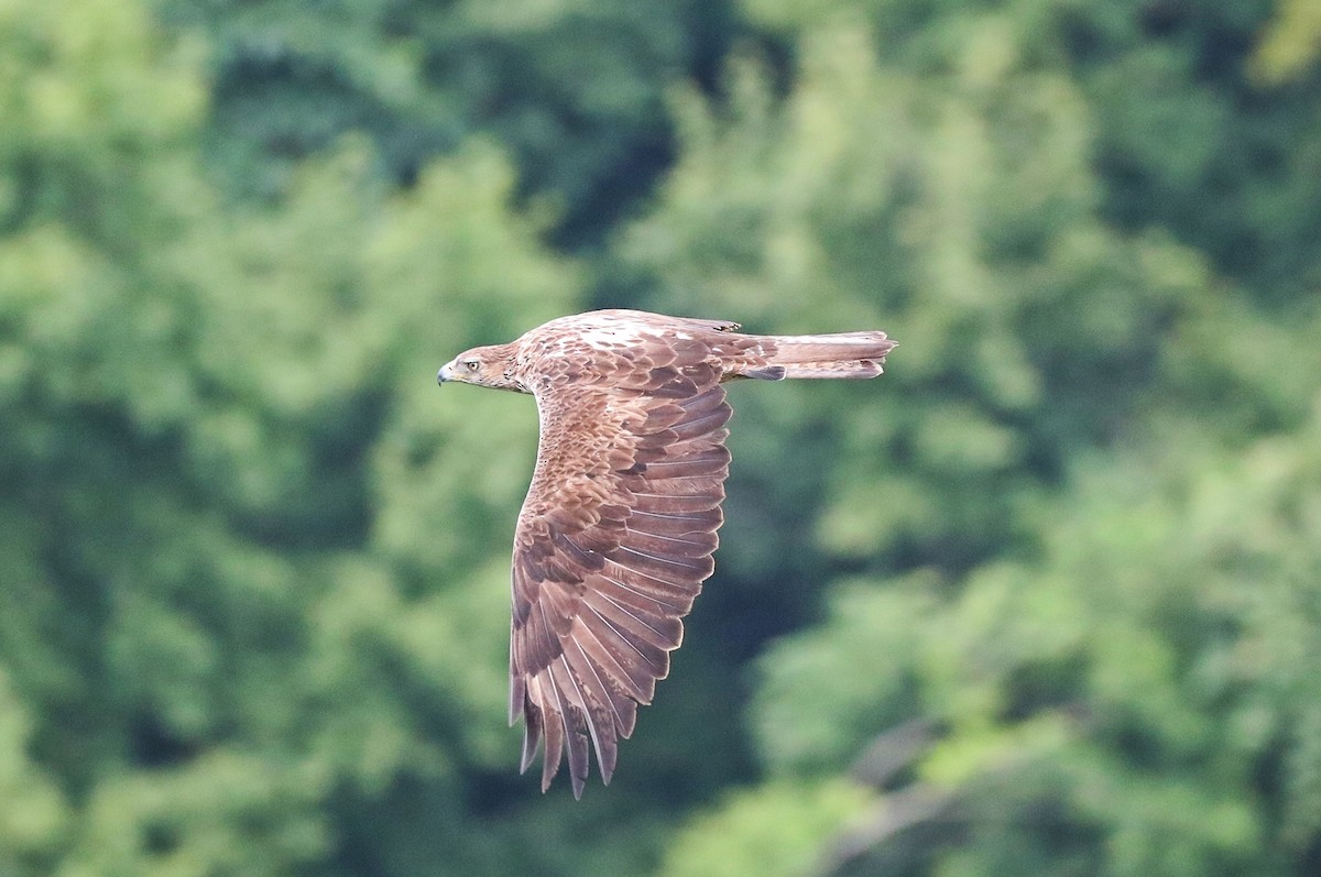 Bonelli's Eagle - ML620774037