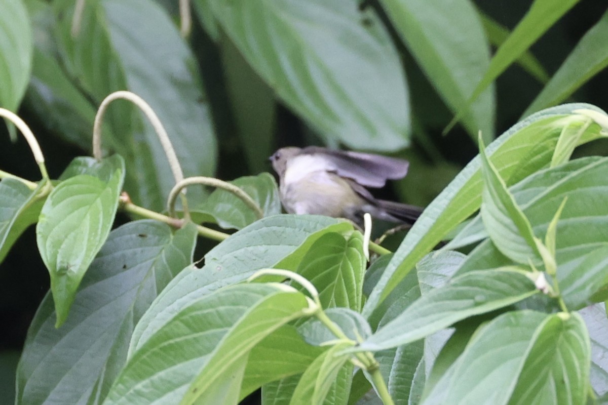 Black Berrypecker - ML620774051