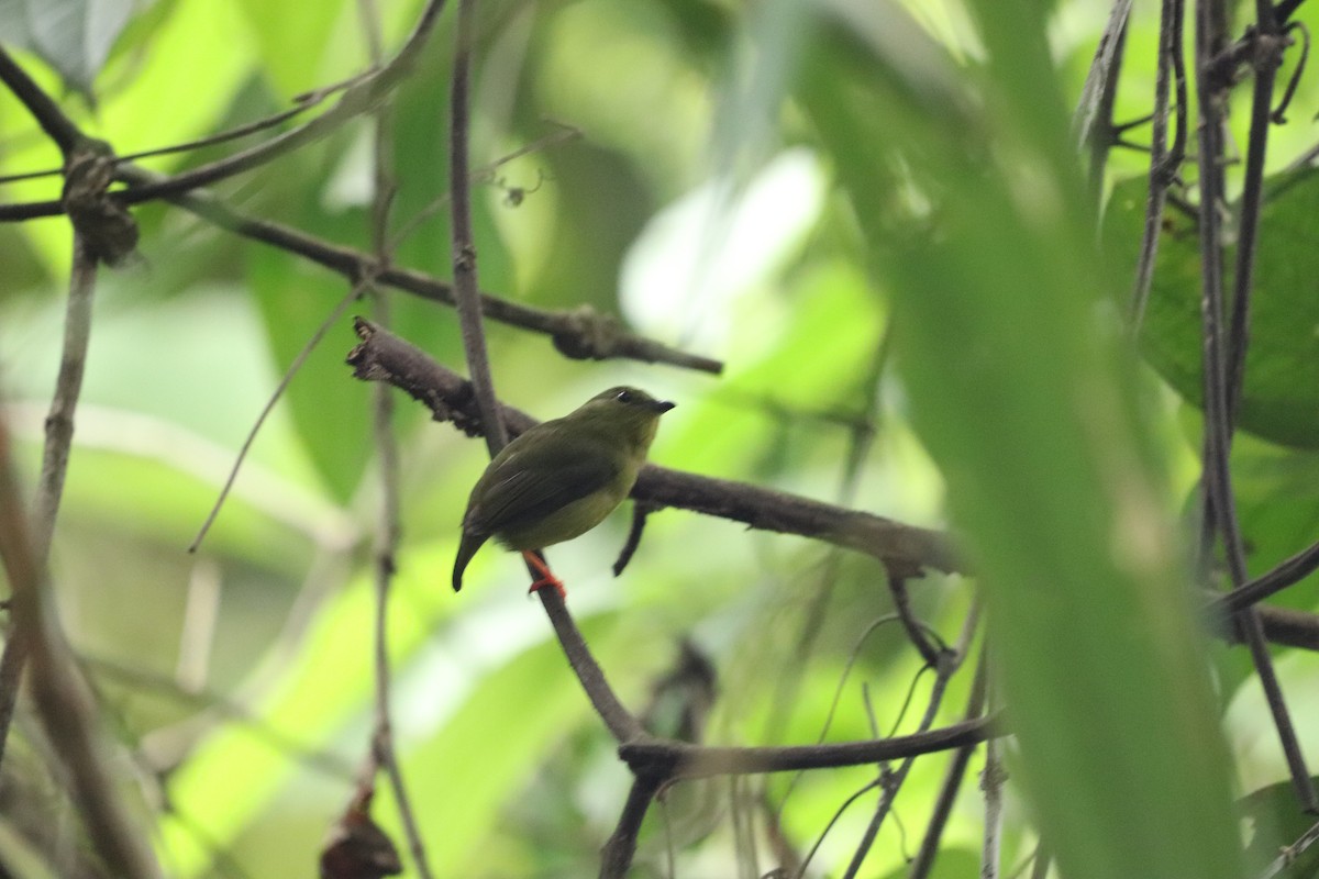 Golden-collared Manakin - ML620774053