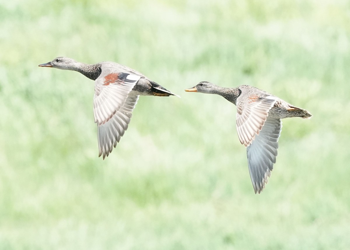 Gadwall - ML620774062