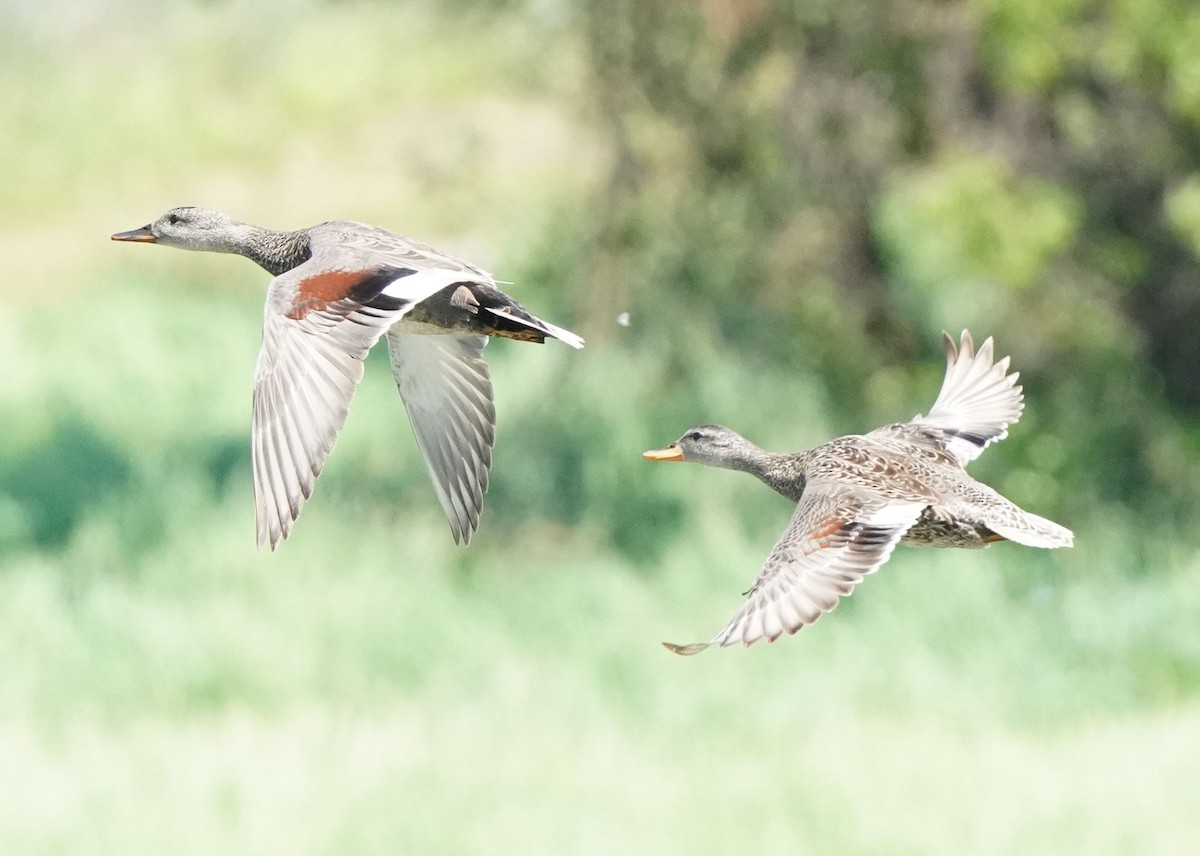 Gadwall - Pam Hardy