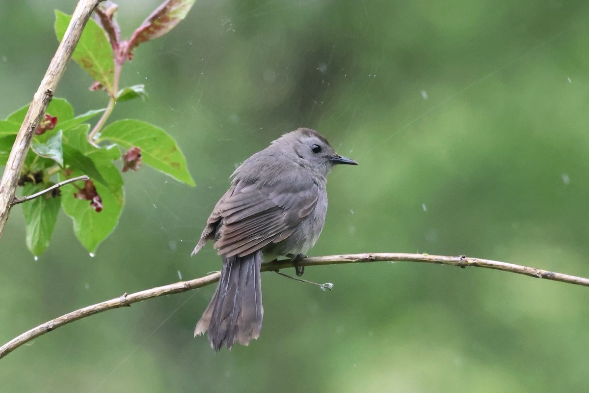 Gray Catbird - ML620774069