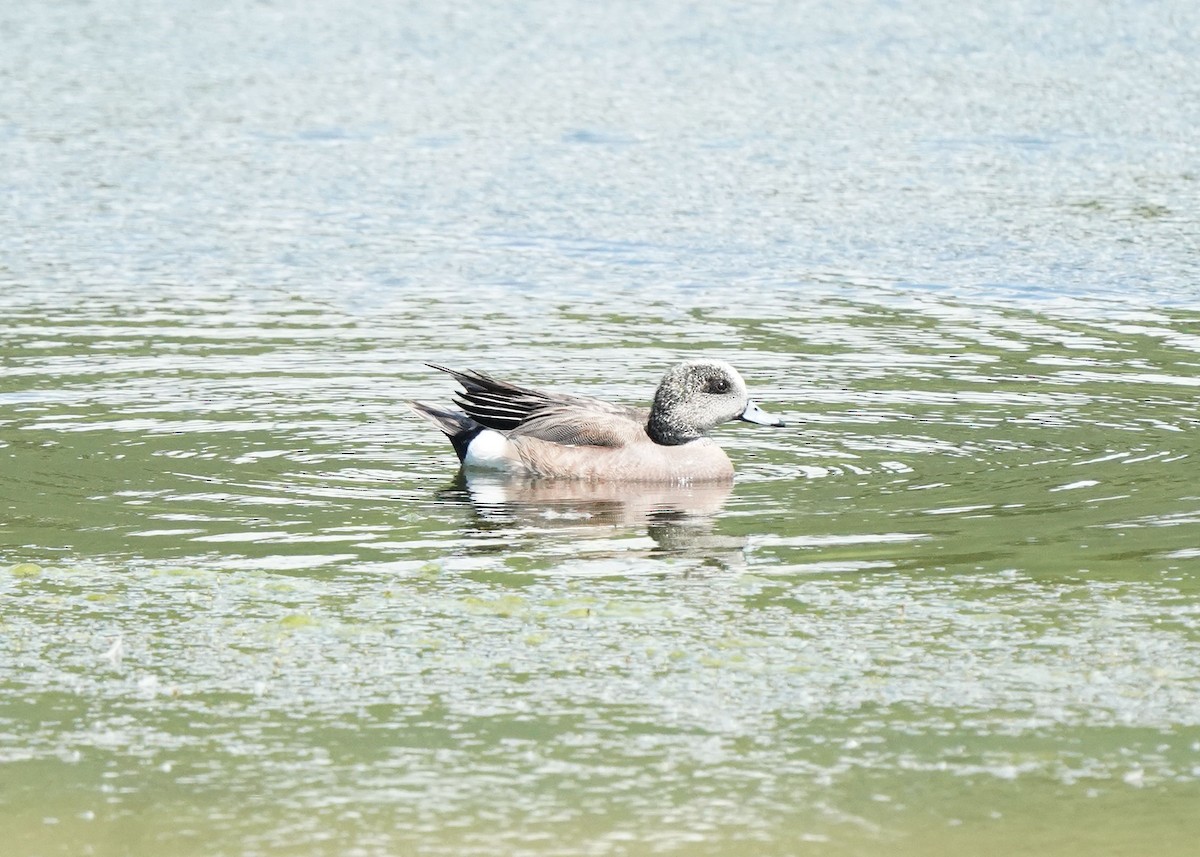 American Wigeon - ML620774070