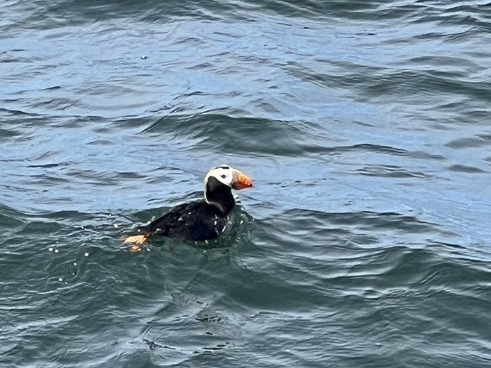 Tufted Puffin - ML620774072