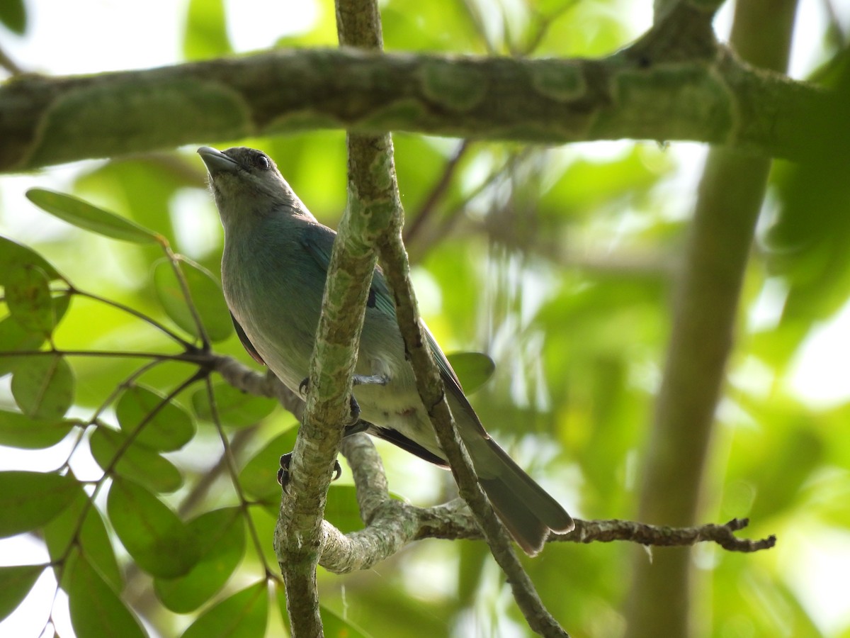 Glaucous Tanager - ML620774074