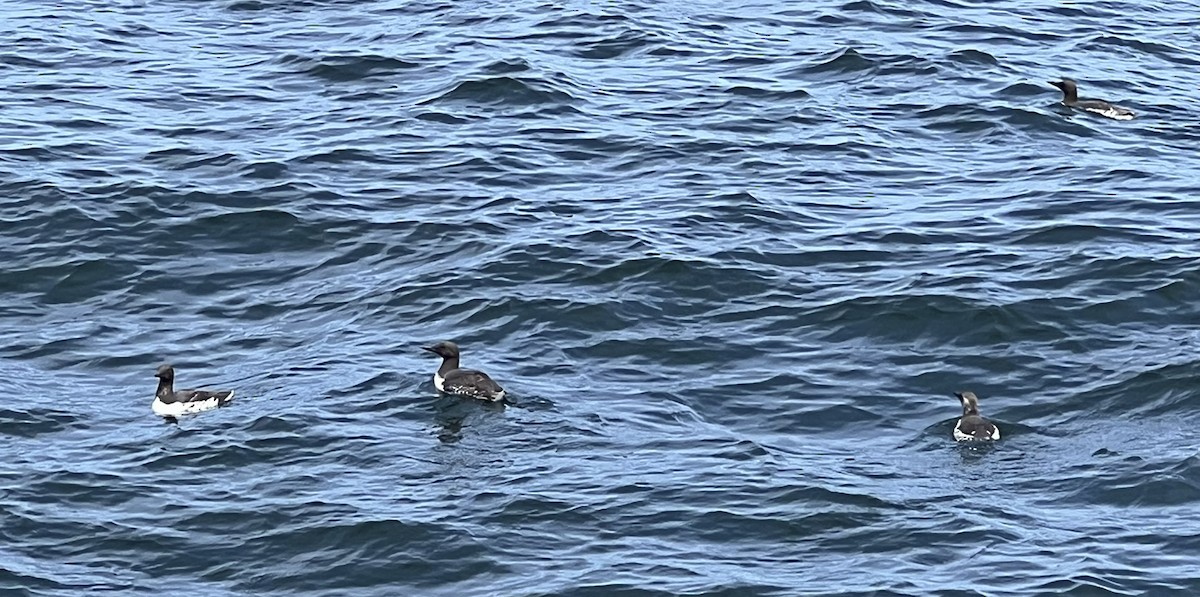 Common Murre - ML620774076