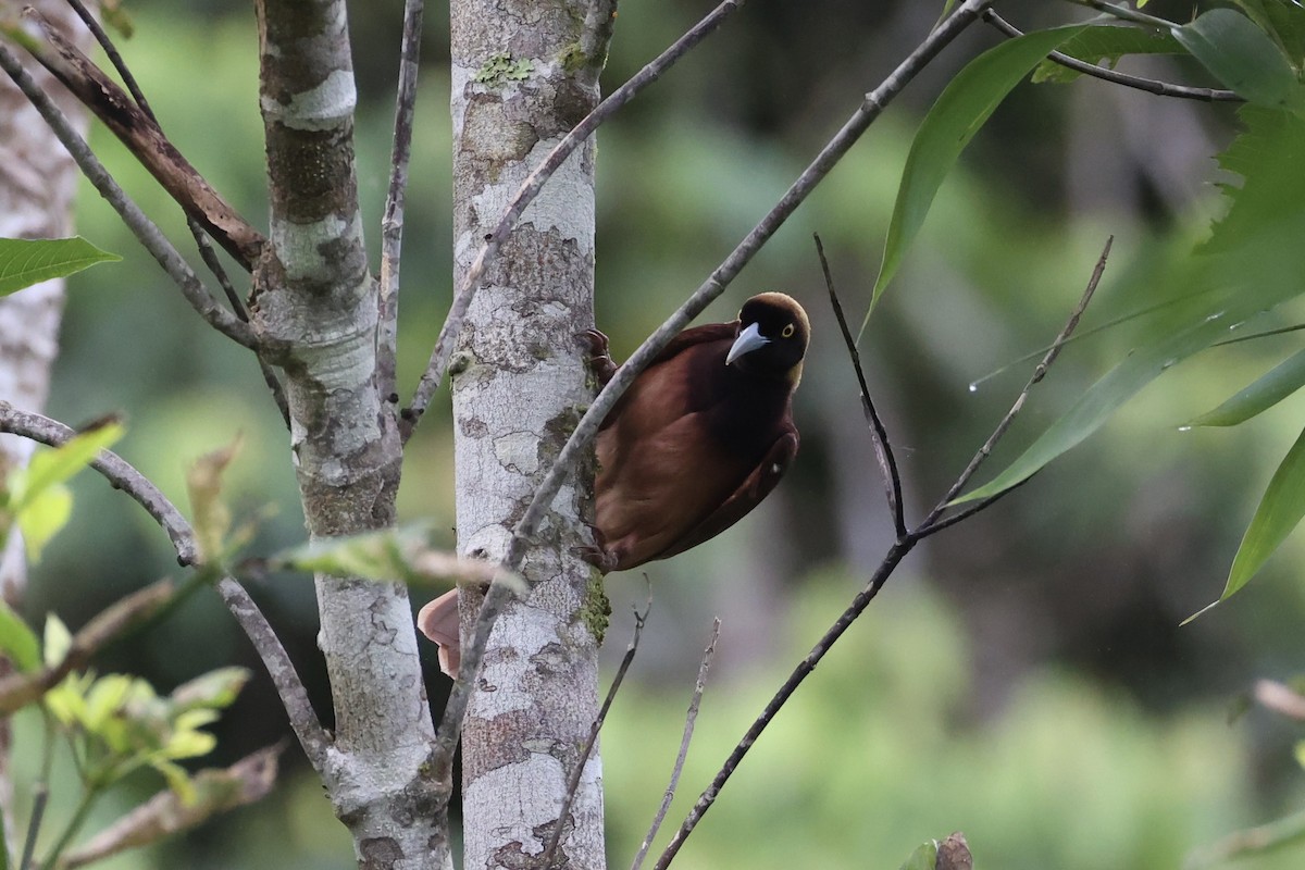 Raggiana Bird-of-Paradise - ML620774094